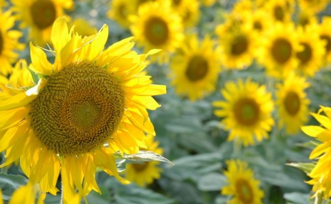 ひまわり　８月