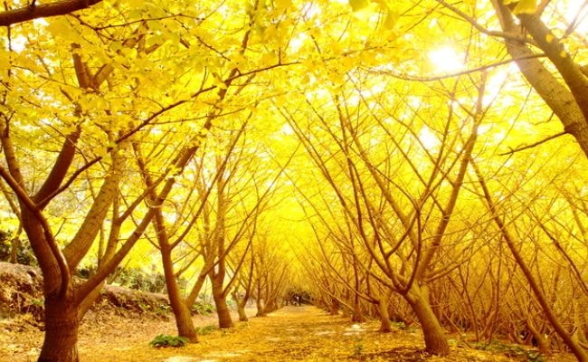 秋　イチョウ　黄色