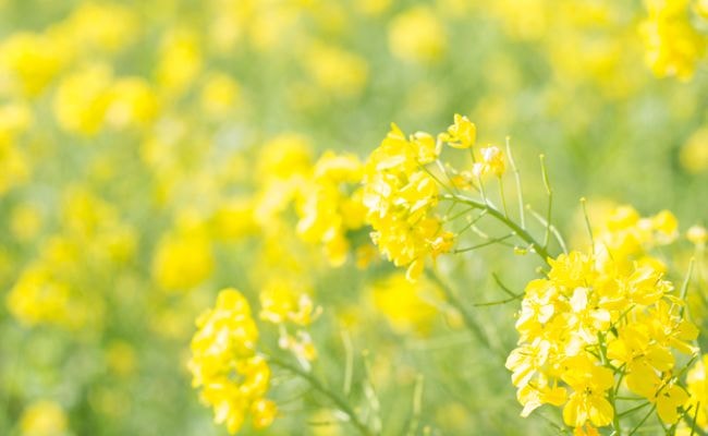 菜の花　満開