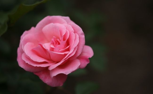 ピンクの薔薇