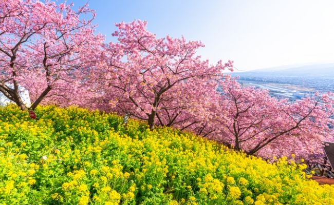 3月　松田町　桜と菜の花