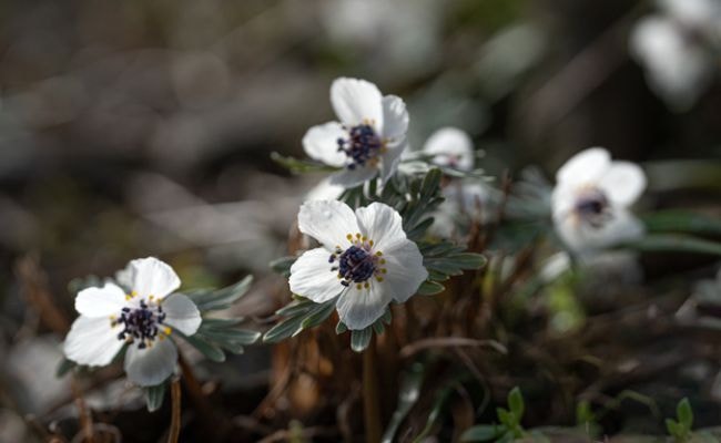 節分　春の妖精　節分草