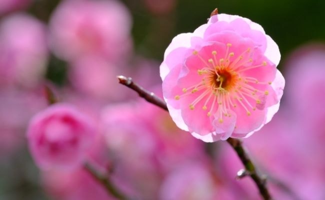 梅の花　ピンク