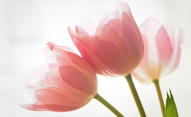 ピンク　チューリップ