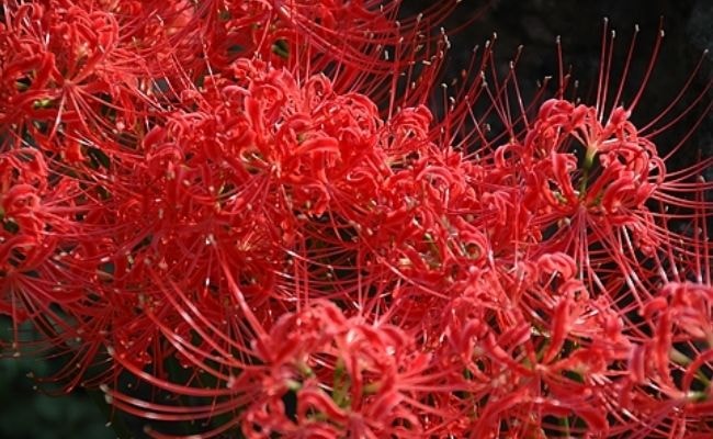 お彼岸　彼岸花