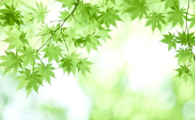 ５月　新緑　