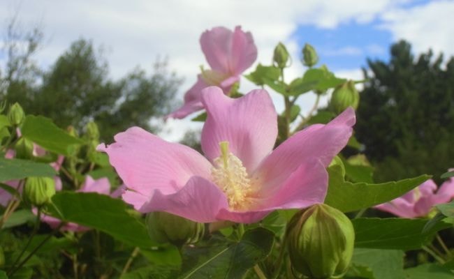 フヨウ　芙蓉