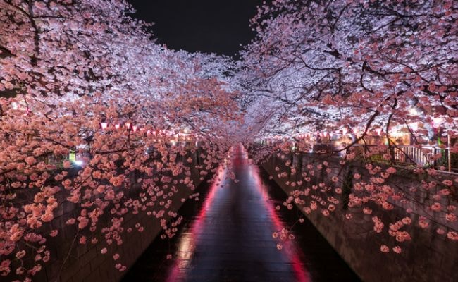 桜　目黒川