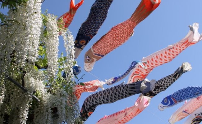 端午の節句　鯉のぼり