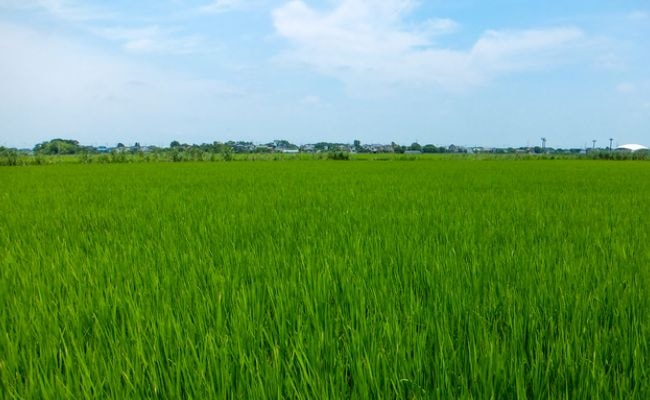 ７月　田んぼ　稲