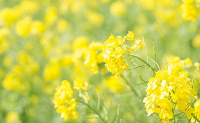 満開の菜の花