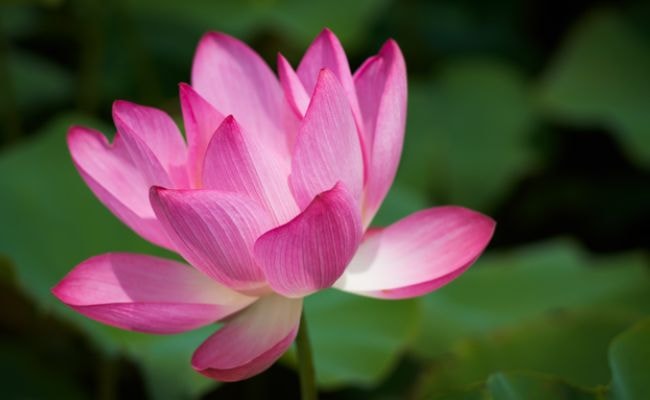 蓮の花　ピンク
