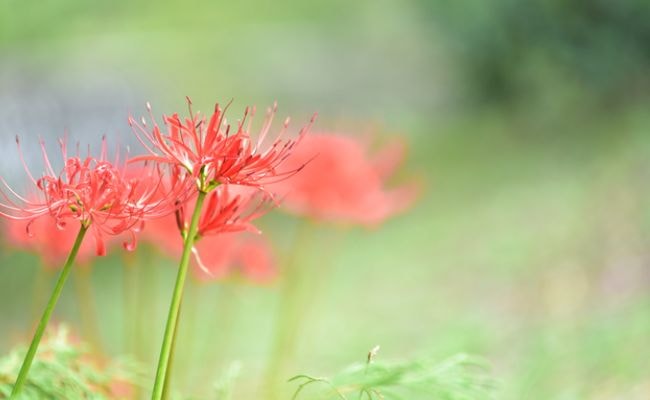 彼岸花　お彼岸です
