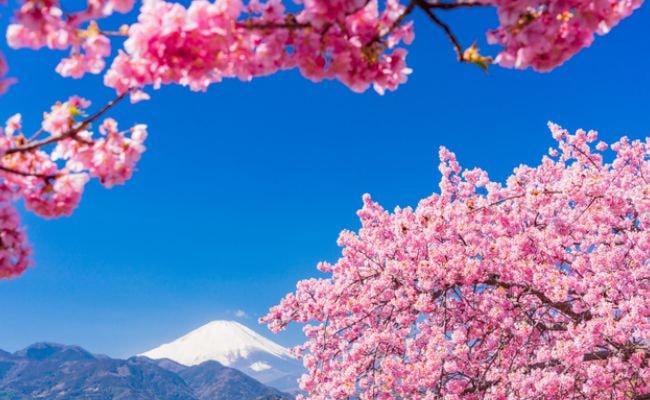 河津桜と富士山