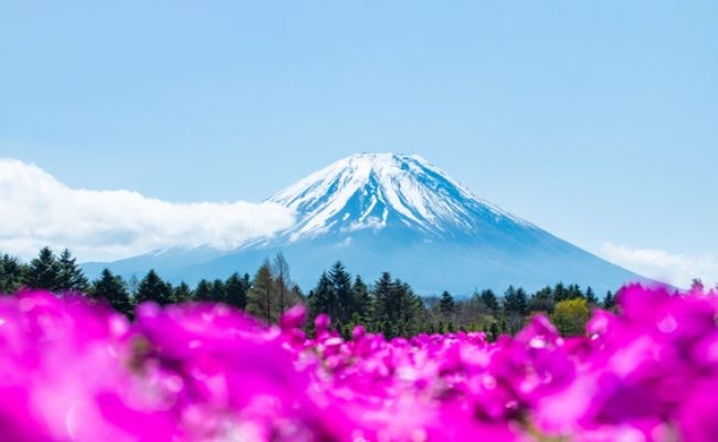 富士山　ツツジ