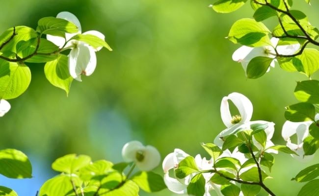 ハナミズキの花　初夏