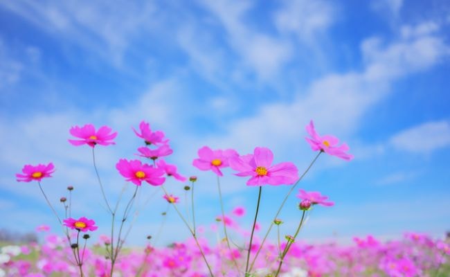 風に揺れるコスモス